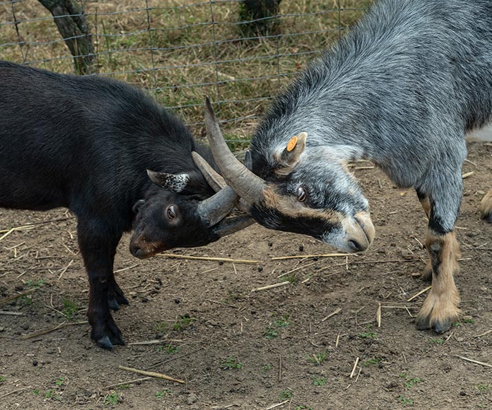 JoLi actief en mobiel zorgboerderij